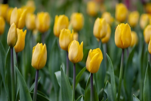 Yellow Tulips - Eventbody